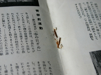 staple.jpg
